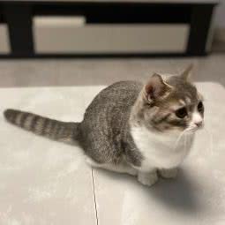 Mr.One丸先生猫体验馆:厦门市思明区SM广场附近