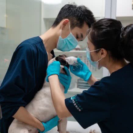 宠泽灵宠物医院(瑞景总院，犬猫专科，康复中心):厦门市思明区莲前大道/加州广场附近