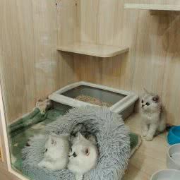 宠物森林:厦门市思明区嘉禾路附近