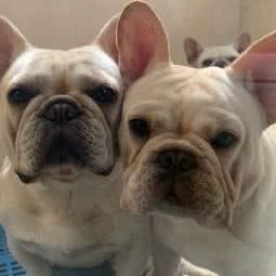 乐晶宠物(秀水花园店):北京城区大兴区旧宫附近