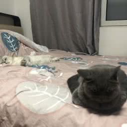 撸猫吧猫咪家庭寄养:北京城区大兴区旧宫附近