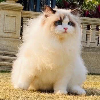 唯宠猫咪工作室·布偶猫舍(宝龙一城店):厦门市思明区软件园附近