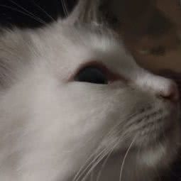 撩宠室:厦门市思明区湖里公园附近