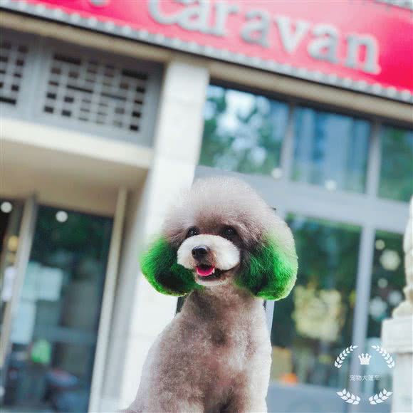 宠物大篷车(国韵村店):北京城区大兴区旧宫附近