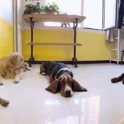 呼噜大王家庭成员寄养:北京城区大兴区旧宫附近