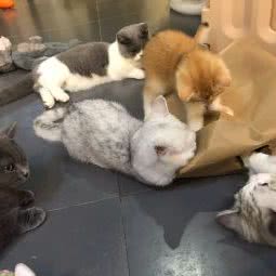 炫宠区域宠物店:厦门市思明区会展中心附近