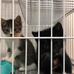 壹号萌宠:厦门市海沧区海沧商业圈附近