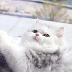 Catdorabox喵哆啦魔盒(海沧店):厦门市海沧区海沧商业圈附近