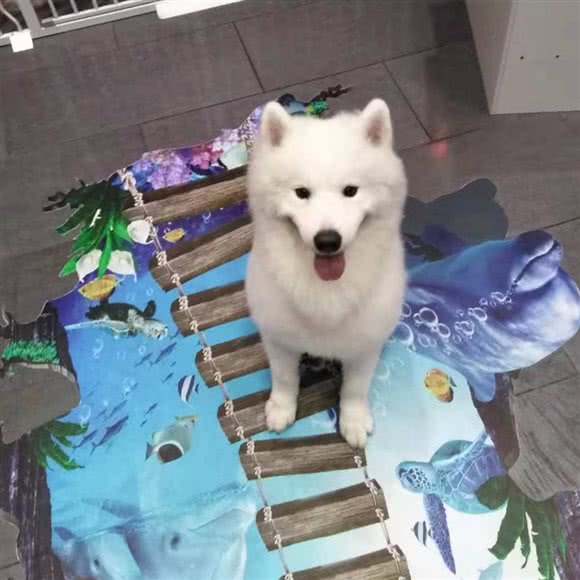 嘟宠优品spa养生会馆:厦门市海沧区阿罗海城市广场附近