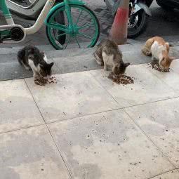 宠宠欲动宠物会所:厦门市海沧区未来海岸附近