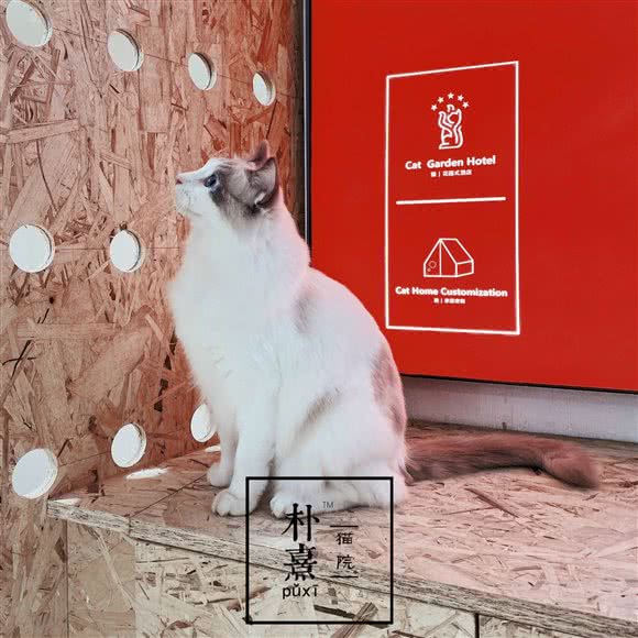 朴熹·猫咪别墅:厦门市湖里区SM城市广场附近