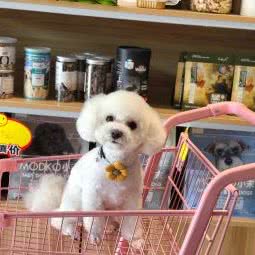 鹭岛狗狗:厦门市湖里区东渡/国际邮轮中心附近