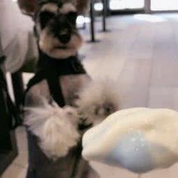 天生好狗命:厦门市湖里区东渡/国际邮轮中心附近