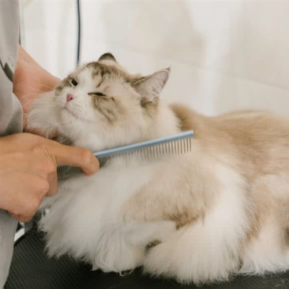 猫着·狗狗服务工作室:厦门市湖里区五缘湾建发湾悦城附近