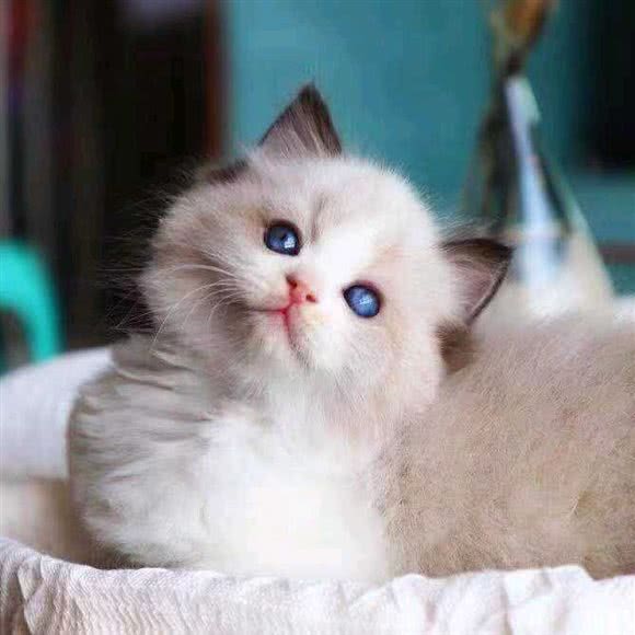 GOGO家布偶猫舍:厦门市湖里区高林/万达广场附近