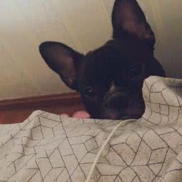 呼噜噜宠物诊所:厦门市湖里区高林/万达广场附近