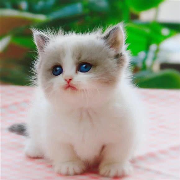 ICAT· 直营猫舍(望京店):北京城区朝阳区望京附近