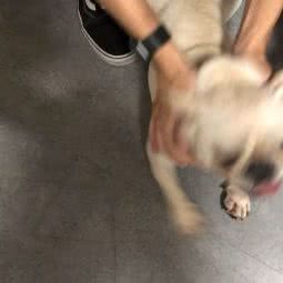 初闹宠物生活馆:厦门市湖里区殿前附近