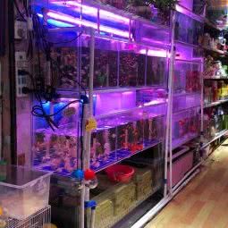 德美宠物:厦门市湖里区殿前附近