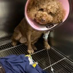 兴恩宠宠物医院:厦门市湖里区塘边附近