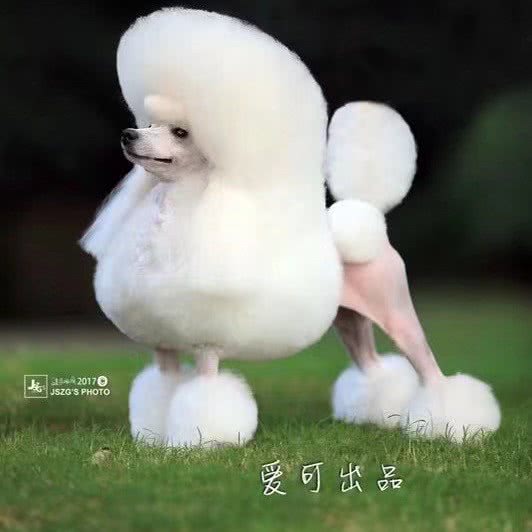 爱可宠物:厦门市湖里区金尚/祥店附近