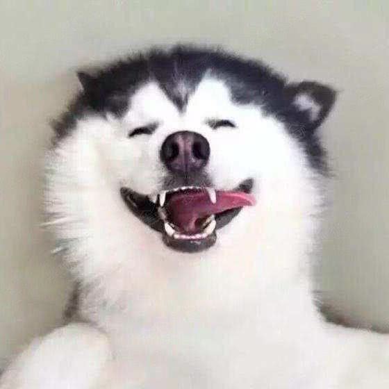 派多格宠物(大兴金科店):北京城区大兴区庞各庄附近