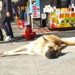 萌宠幸福园:厦门市湖里区高崎机场附近