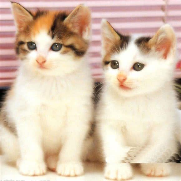 麒麟萌宠＃名猫名狗直营店(望京店):北京城区朝阳区望京附近