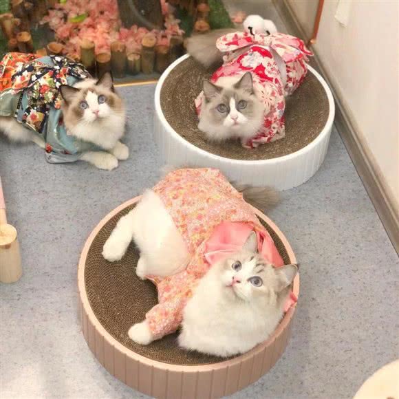 X星球宠物会所(江头店):厦门市湖里区江头附近