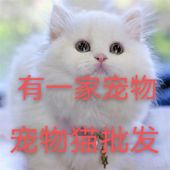 宠物店:厦门市集美区石鼓路/集美学村附近