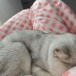 安科纳宠物生活馆(万达广场店):厦门市集美区集美万达广场附近