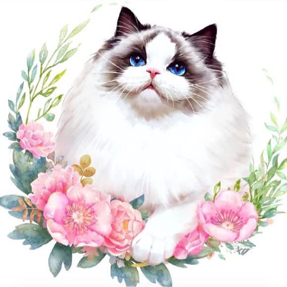 猫二代布偶猫舍:厦门市集美区孙厝新华都附近