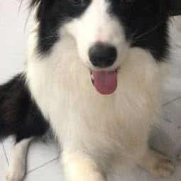 久米宠屋:厦门市集美区大学康城/杏林湾附近