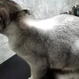 Serve宠物:厦门市集美区大学康城/杏林湾附近