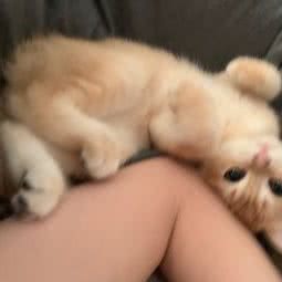 爪爪宠物生活馆:厦门市集美区旺角/商业学生街附近