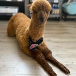 猫平方宠物生活用品铺子:厦门市集美区旺角/商业学生街附近