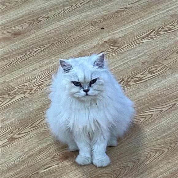 GAGA宠物体验店:厦门市集美区云城万科里/世茂广场附近