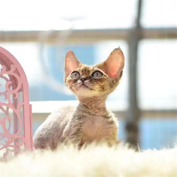 69号猫舍(望京店):北京城区朝阳区望京附近