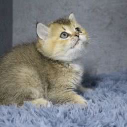 猫魔王:厦门市翔安区新店附近