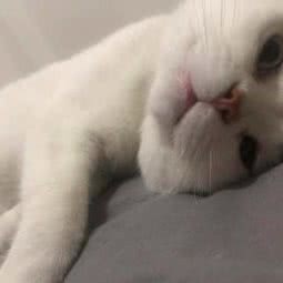 Bandi·英短猫舍:厦门市翔安区新店附近