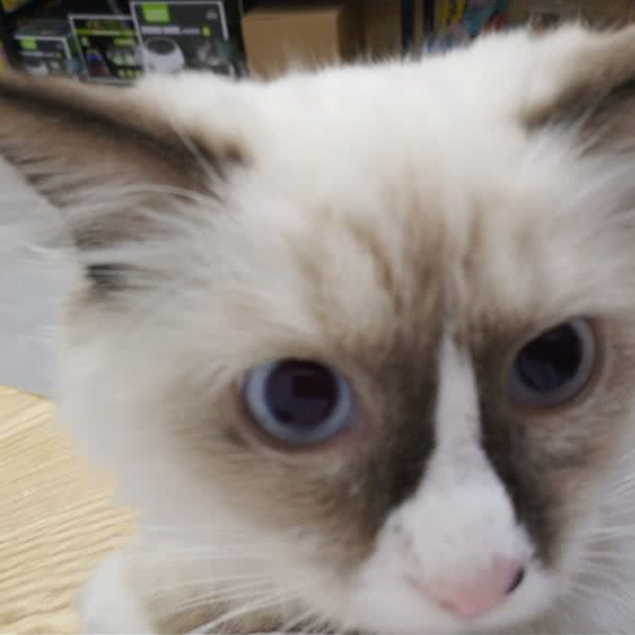 贝佳宠物:莆田市城厢区正荣财富中心附近