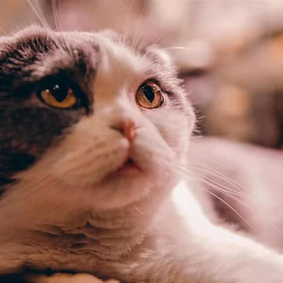 哇虎猫馆:莆田市城厢区正荣财富中心附近