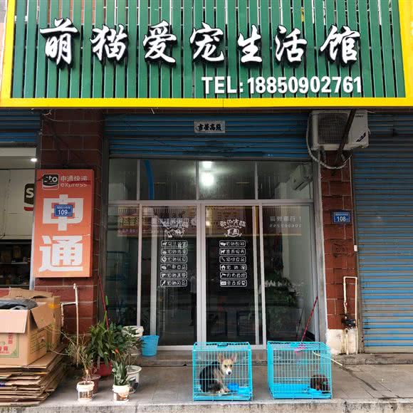 萌猫爱宠生活馆(月塘店):莆田市城厢区月塘街附近