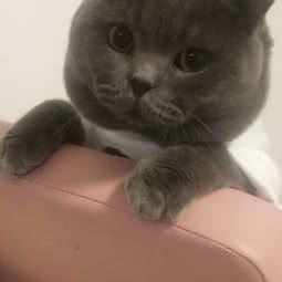 小怪兽宠物(二店):莆田市荔城区正荣时代广场附近