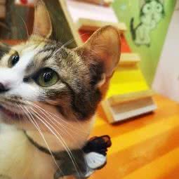 安记宠物:莆田市荔城区正荣时代广场附近