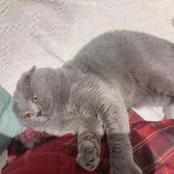 七宠SEVEN PET:莆田市荔城区西天尾镇附近