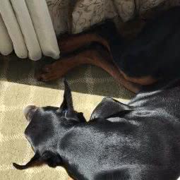 萌爪印宠物店:北京城区怀柔区怀柔区附近