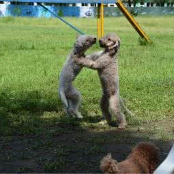 糖爸爸宠物狗狗乐园:北京城区怀柔区怀柔区附近