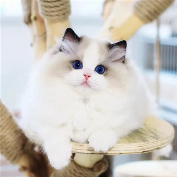 12号宠物·猫狗直营店:北京城区朝阳区望京附近