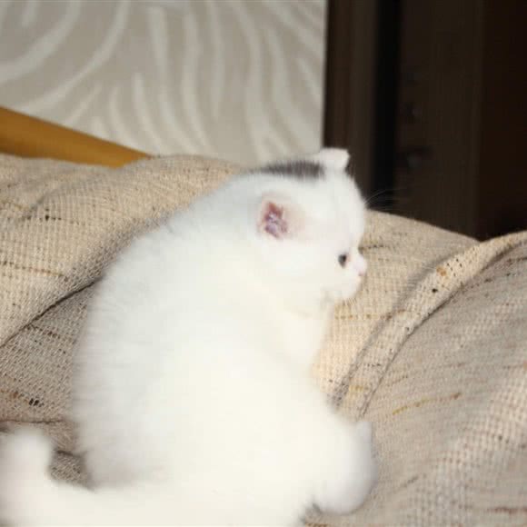 咪喏宠物狗:北京城区怀柔区怀柔区附近